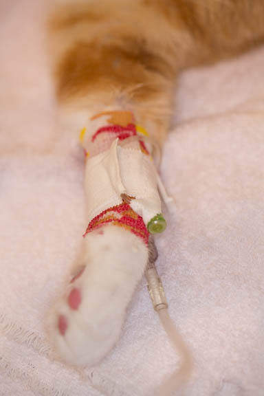Close up view of an IV catheter bandaged on a cat's arm