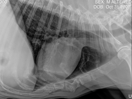 Chest X-ray of a dog