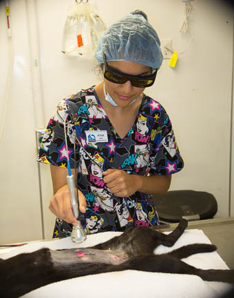 Nurse anesthetist wearing laser glasses performing laser therapy on a dog's incision after surgery