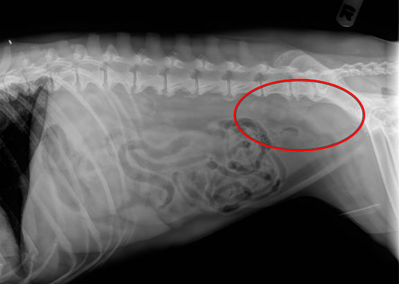 Xray of Enlarged Lymph Nodes in a Dog's Abdomen
