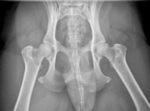 Hip X-Ray of an adult dog