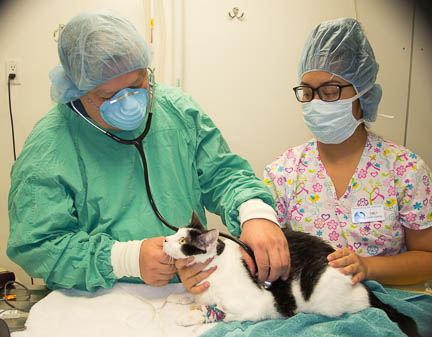 Doctor Ridgeway Performing a Pre-Anesthetic Exam on a Cat