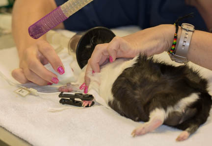 Anesthetized guinea pig with pulse oximeter probe on feet