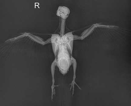 X-ray of a bird with an egg stuck in the birth canal