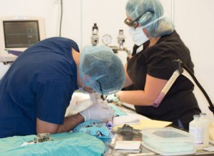 Staff monitoring patient during surgery