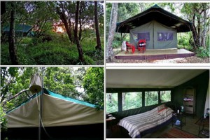 Mara Bush Camp Tents
