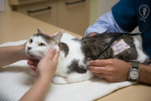 Examining a cat with a stethoscope 