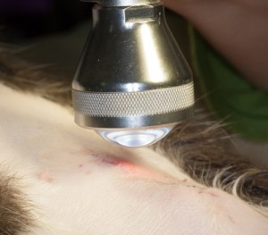 Therapy laser being used on incision after surgery