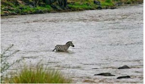 Zebra Crossing River