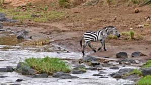 Zebra on Other Side of River