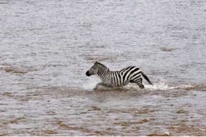 Zebra Mare Swimming in River