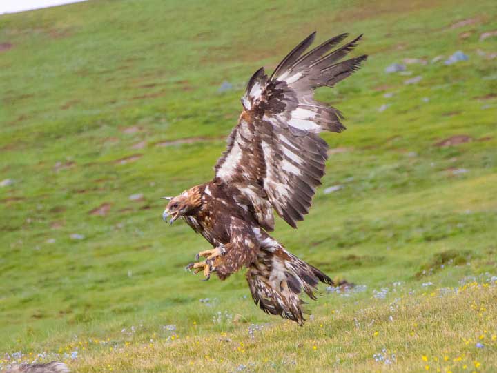 The golden eagle just after release diving after a rabbit