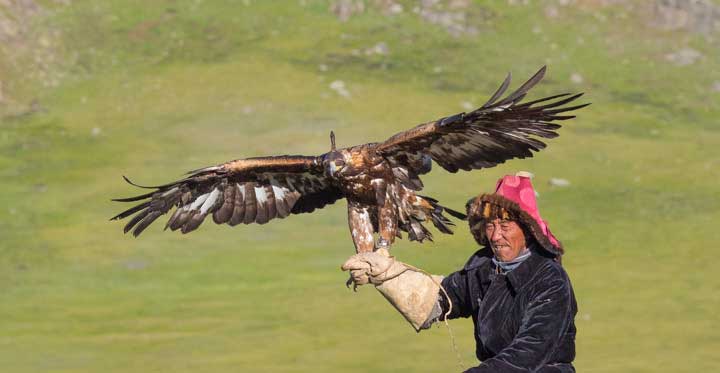 Master eagle falconer galloping with his eagle on his arm