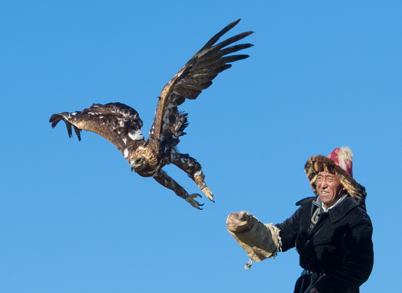 Master eagle falconer releasing his golden eagle with a beautiful blue sky