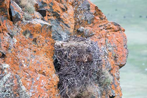 A drone's eye view of the eagle nest