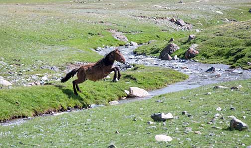 Horse jumping stream in the western Mongolian countryside