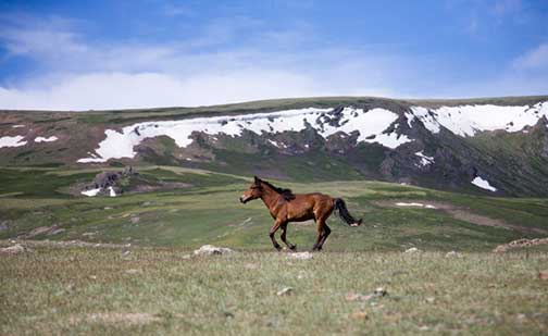 Running horse in the western Mongolian countryside