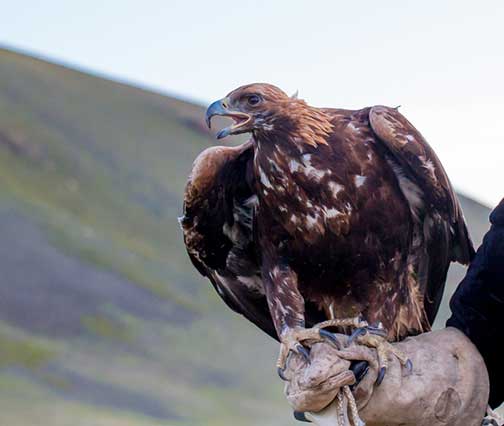 Golden eagle perched on a master falconers glove showing her eagerness to go hunting