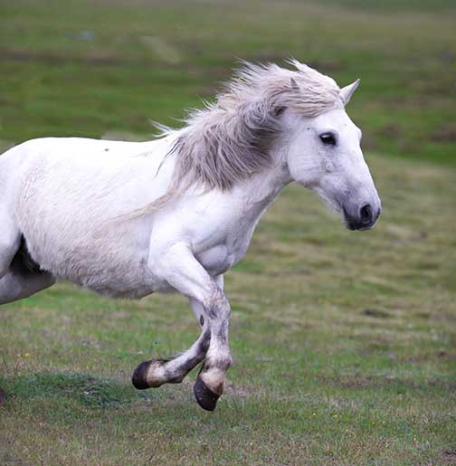 Beautiful white horse galloping past us