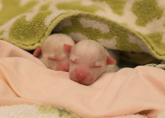 Newborn puppies sleeping under a blanket