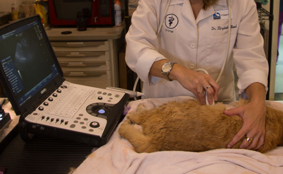 Performing an ultrasound on a cat