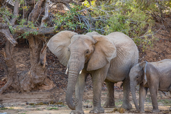 Desert-adapted-elephants-Namibia-1