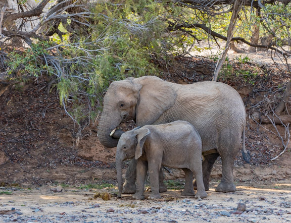 Desert-adapted-elephants-Namibia-2