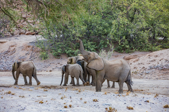 Desert-adapted-elephants-Namibia-3