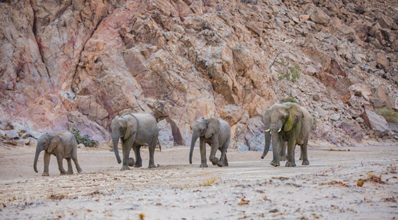 Desert-adapted-elephants-Namibia
