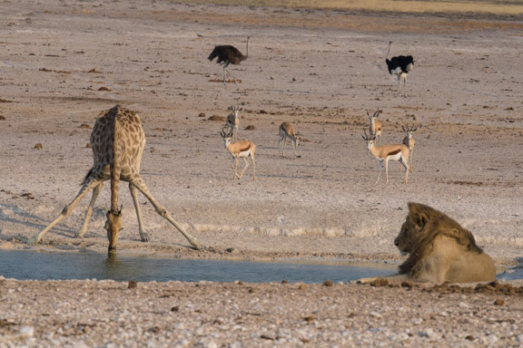 Etosha-national-park-giraffe-drinkiong-waterhole-lion