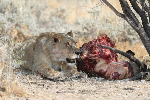 Etosha-national-park-lion-snarling