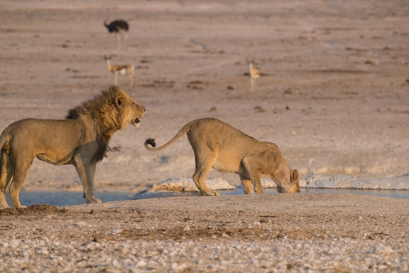 Etosha-national-park-lions-playing-1