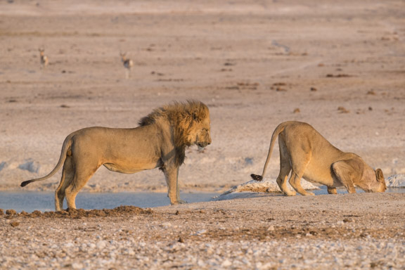 Etosha-national-park-lions-playing-2