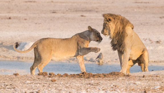 Etosha-national-park-lions-playing
