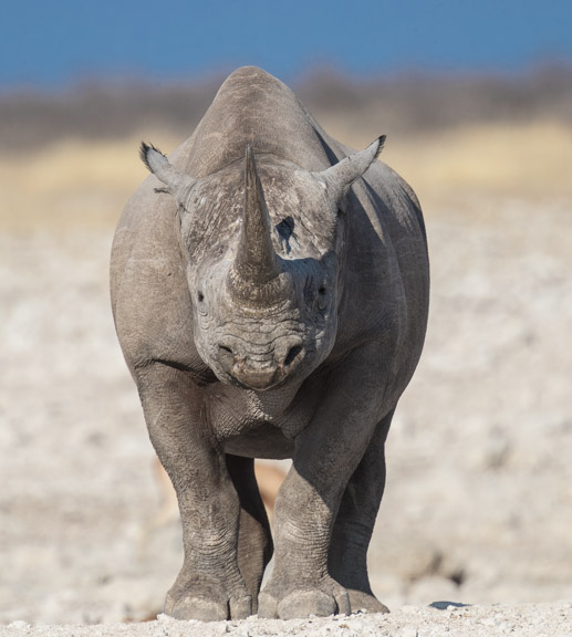 Etosha-national-park-rhino-face-1