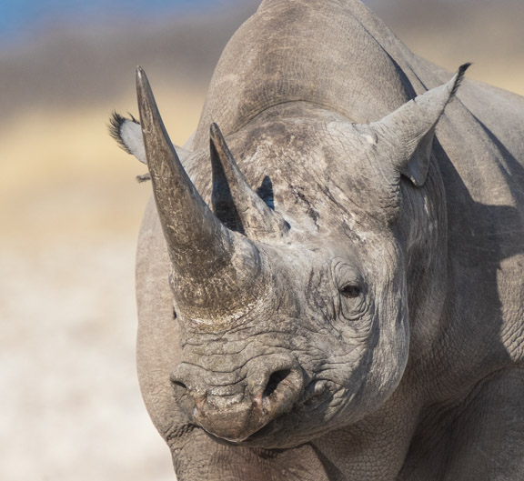 Etosha-national-park-rhino-face-close-up