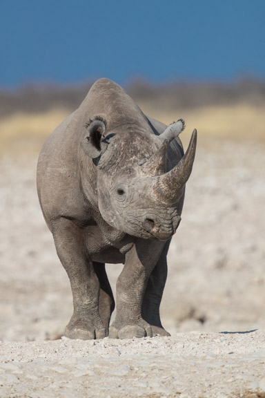 Etosha-national-park-rhino-face