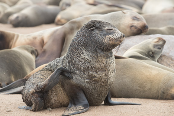 Namibia-skeleton-coast-cape-cross-fur-seals-2
