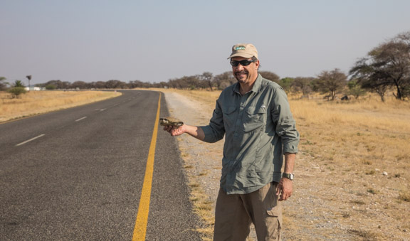 Turtle-road-Namibia-Carl