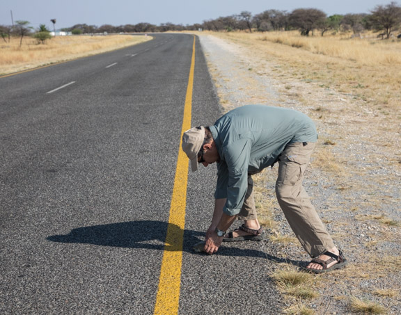 Turtle-road-Namibia-crossing