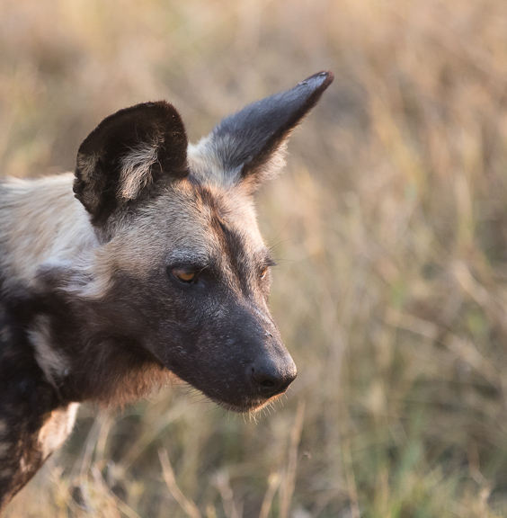 Wild-dogs-Moremi-Okavango-Botswana-2