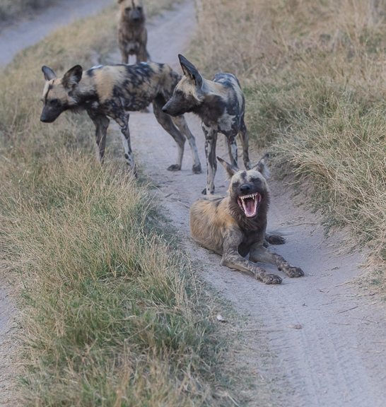 Wild-dogs-Moremi-Okavango-Botswana-27