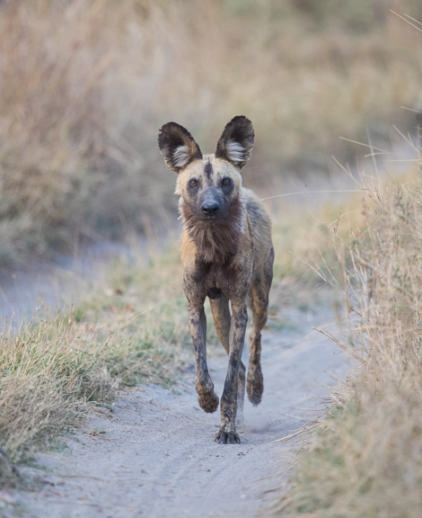 Wild-dogs-Moremi-Okavango-Botswana-29