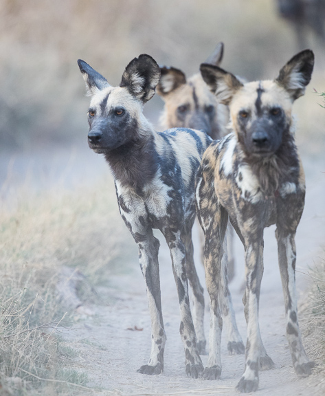 Wild-dogs-Moremi-Okavango-Botswana-30