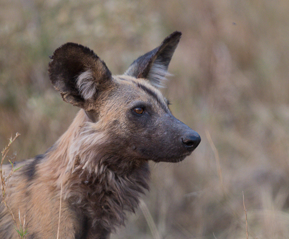 Wild-dogs-Moremi-Okavango-Botswana-33