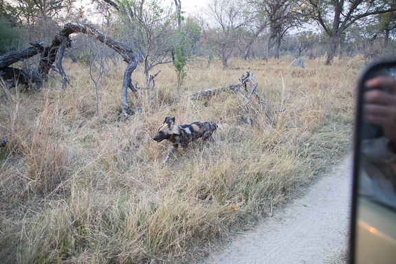 Wild-dogs-Moremi-Okavango-Botswana-38