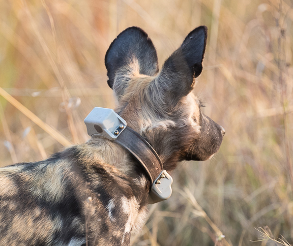 Wild-dogs-Moremi-Okavango-Botswana-9