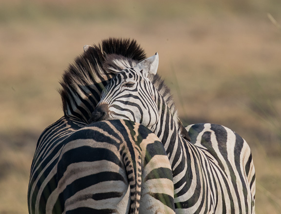 Zebra-fighting-Botswana