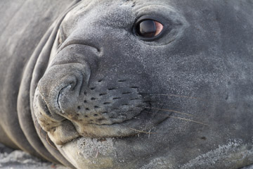 Picture of an Elephant Seal