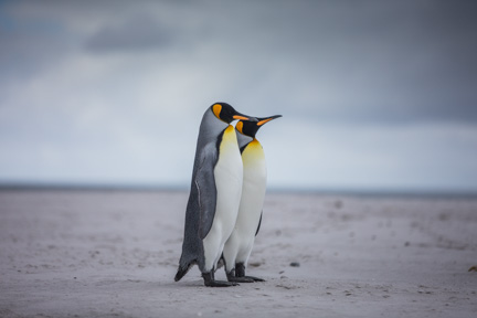 Picture of King Penguins